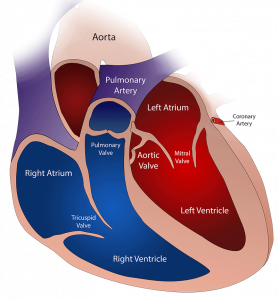 Anatomie du coeur