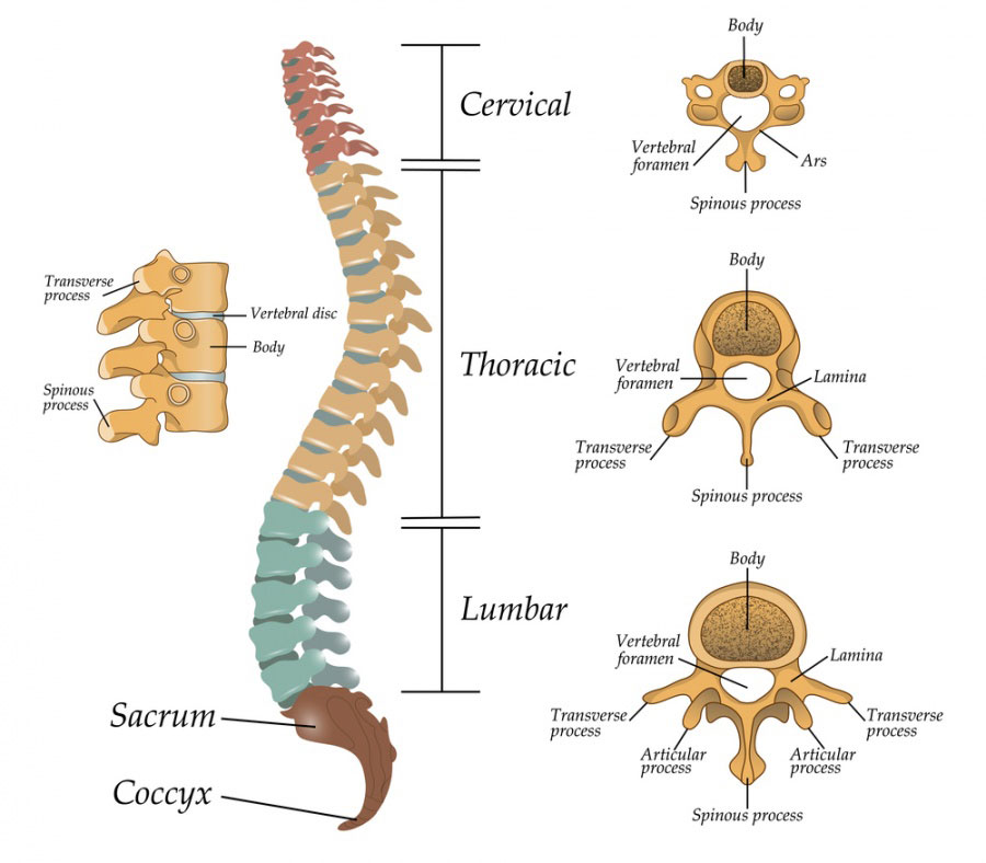 Anatomie de la Colonne Vertébrale