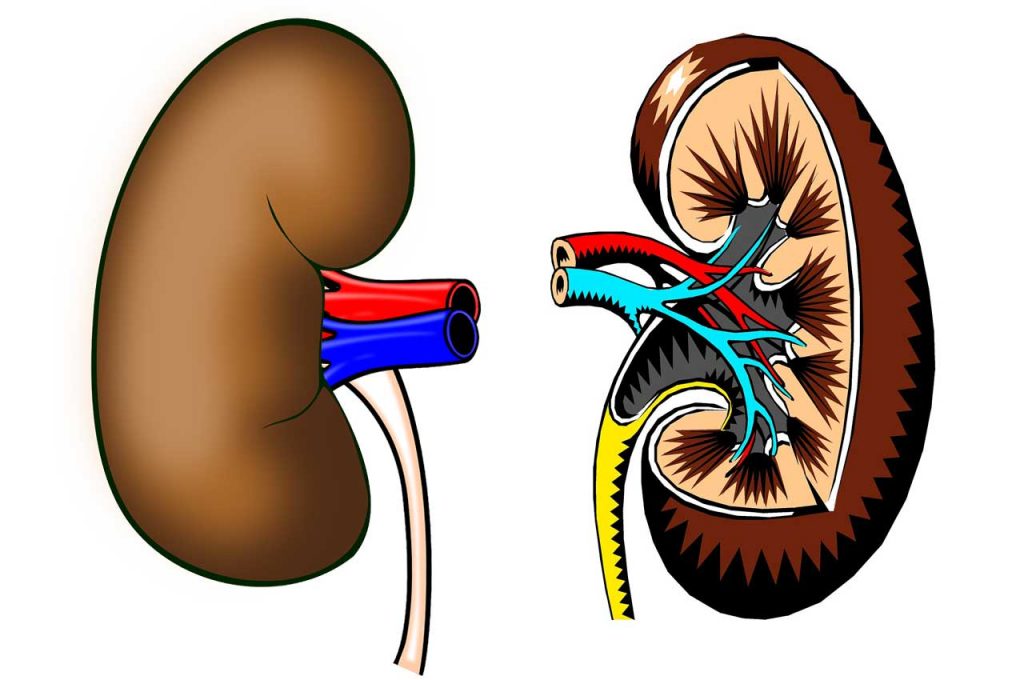High protein diets such as Dukan increase the risk of kidney disease