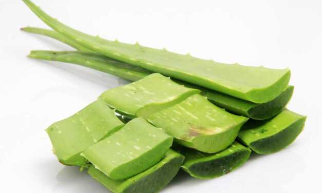 Guide Complet d’Aloe Vera : Espèces, Bienfaits et Utilisations