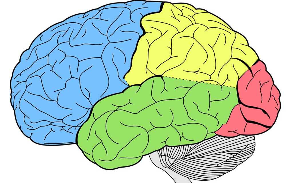 Top 10 des Aliments pour Garder votre Cerveau en Bonne Santé