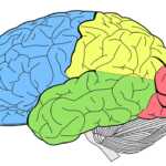 Top 10 des Aliments pour Garder votre Cerveau en Bonne Santé