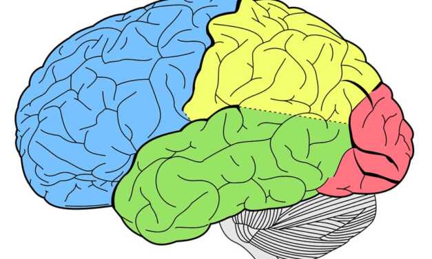 Top 10 des Aliments pour Garder votre Cerveau en Bonne Santé