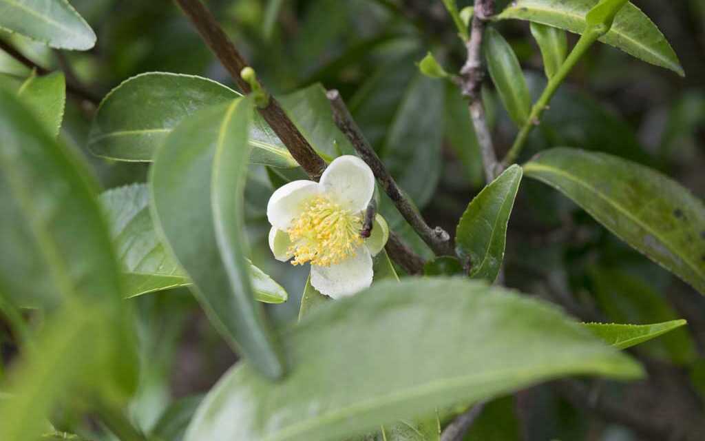 Huile Essentielle d’Arbre de Thé (Tea Tree) : Bienfaits et Propriétés, Indications et Précautions