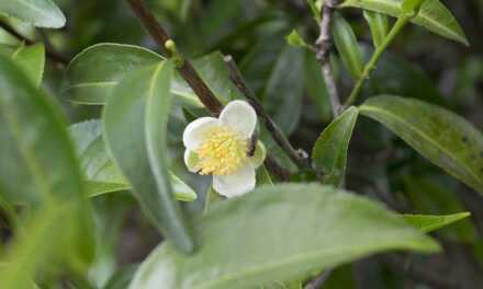 Huile Essentielle d&rsquo;Arbre de Thé (Tea Tree) : Bienfaits et Propriétés, Indications et Précautions