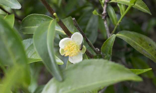 Huile Essentielle d&rsquo;Arbre de Thé (Tea Tree) : Bienfaits et Propriétés, Indications et Précautions