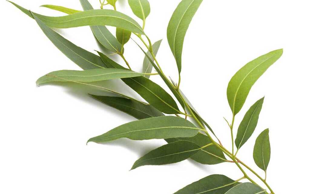 Huile Essentielle d’Eucalyptus Radié : Bienfaits et Propriétés, Indications et Précautions