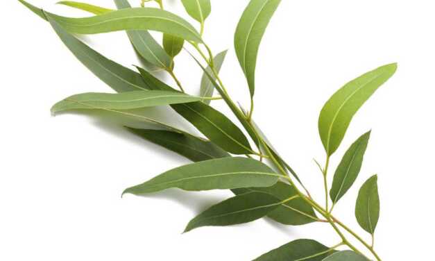 Huile Essentielle d&rsquo;Eucalyptus Radié : Bienfaits et Propriétés, Indications et Précautions