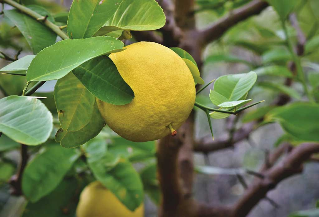 Grapefruit - Pamplemoussier, Pamplemouse