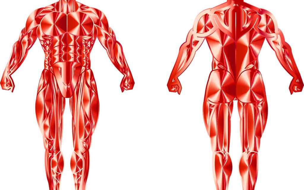 Inflammation Chronique : Symptômes, Dépistage, Consultation et Traitement