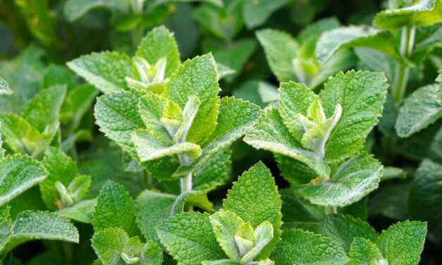 Huile Essentielle de Menthe Poivrée : Bienfaits et Propriétés, Indications et Précautions