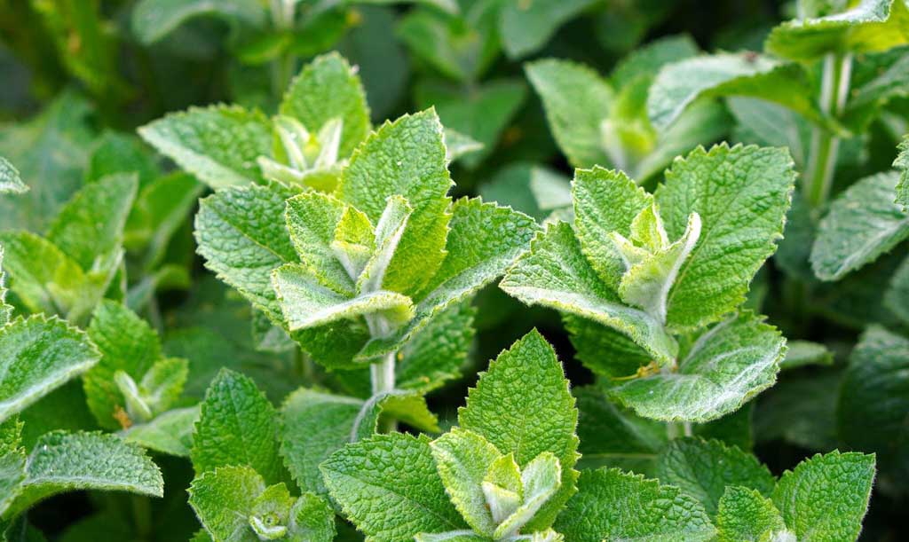 Huile Essentielle de Menthe Poivrée : Bienfaits et Propriétés, Indications et Précautions