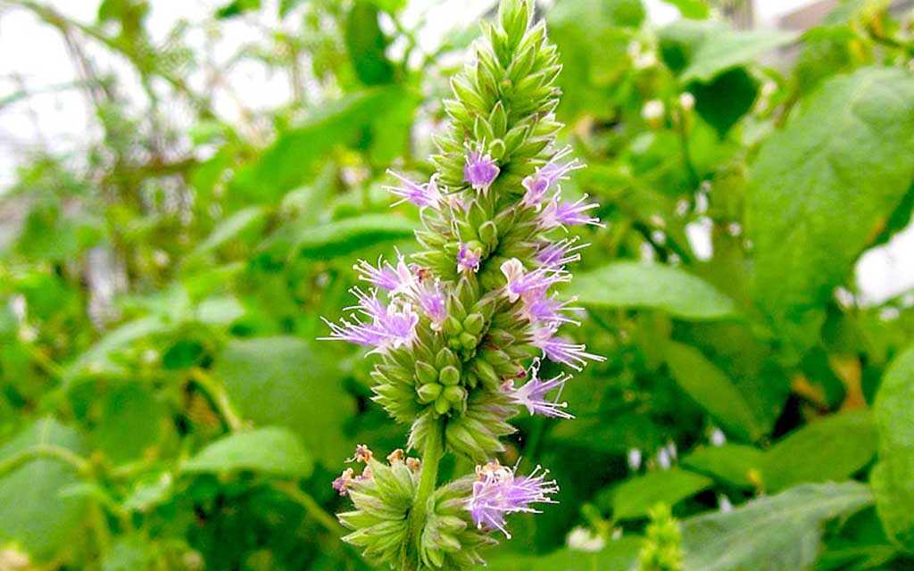 Huile Essentielle de Patchouli : Bienfaits et Propriétés, Indications et Précautions