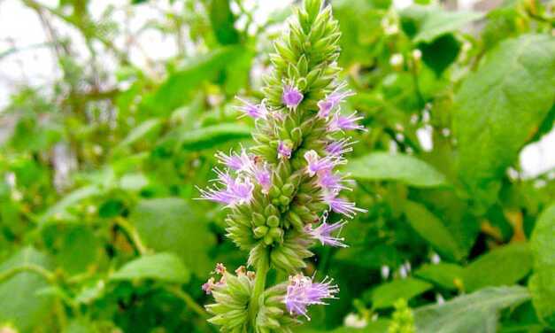 Huile Essentielle de Patchouli : Bienfaits et Propriétés, Indications et Précautions