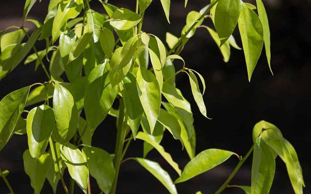 Huile Essentielle de Ravintsara : Bienfaits et Propriétés, Indications et Précautions