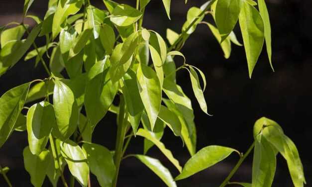 Huile Essentielle de Ravintsara : Bienfaits et Propriétés, Indications et Précautions