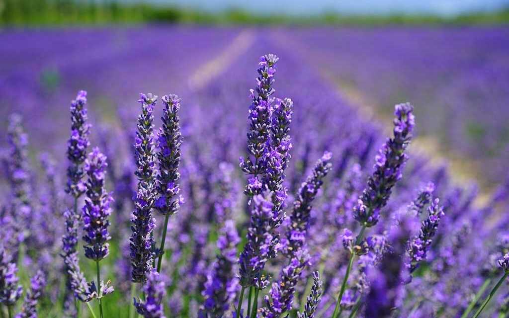 Huile Essentielle de Lavande Officinale (Vraie) : Bienfaits et Propriétés, Indications et Précautions