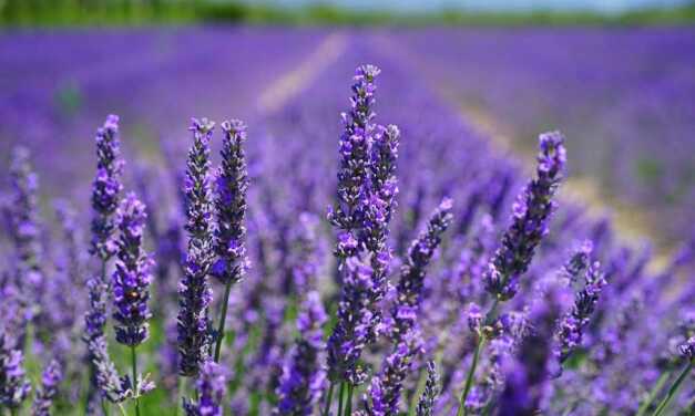 Huile Essentielle de Lavande Officinale (Vraie) : Bienfaits et Propriétés, Indications et Précautions