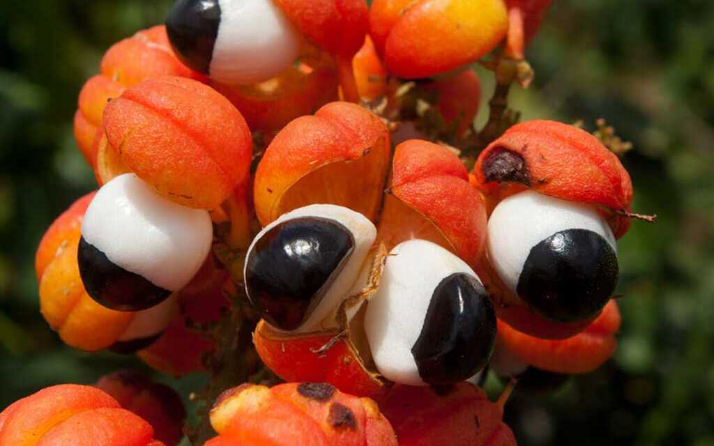 Guarana : Bienfaits, Composition et Contre-Indications