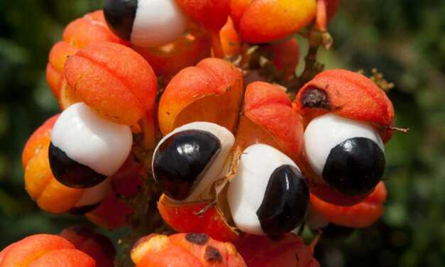 Guarana : Bienfaits, Composition et Contre-Indications
