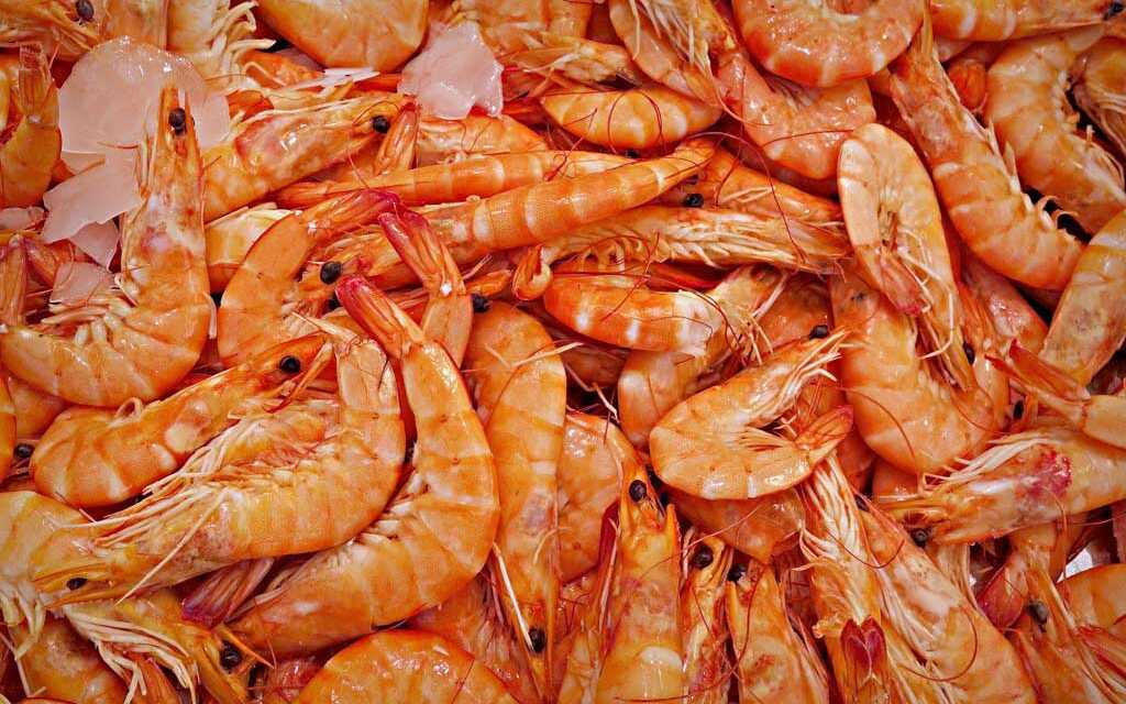 Huile de Krill : Bienfaits, Apports et Valeur Nutritionnelle