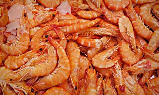 Huile de Krill : Bienfaits, Apports et Valeur Nutritionnelle