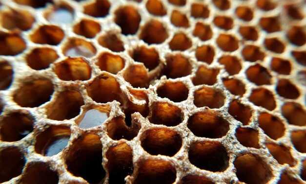 Propolis : Propriétés et Bienfaits – Posologie et Contre-Indications