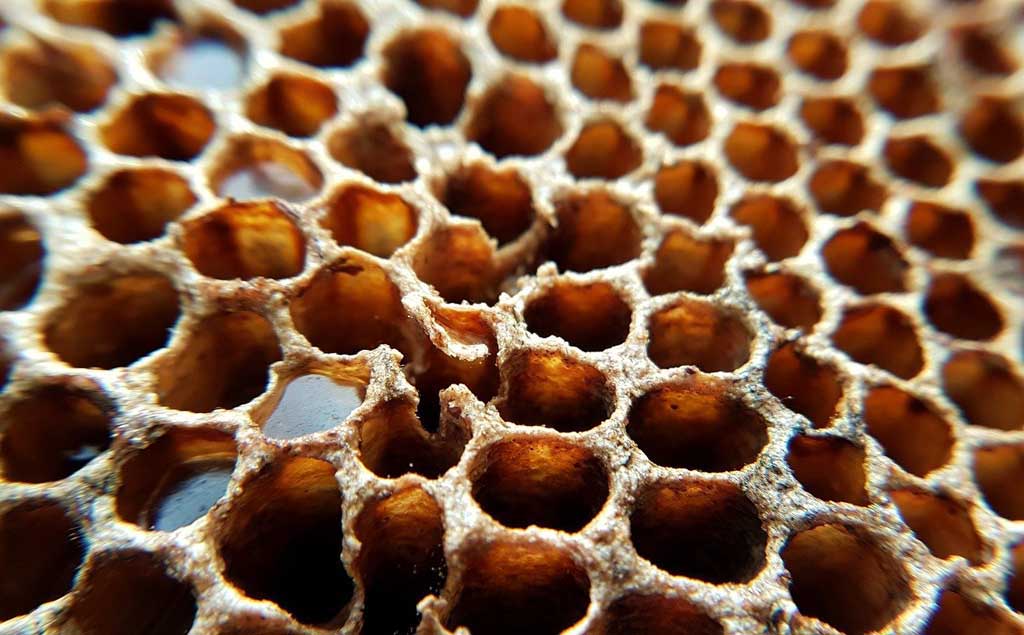 Propolis : Propriétés et Bienfaits – Posologie et Contre-Indications