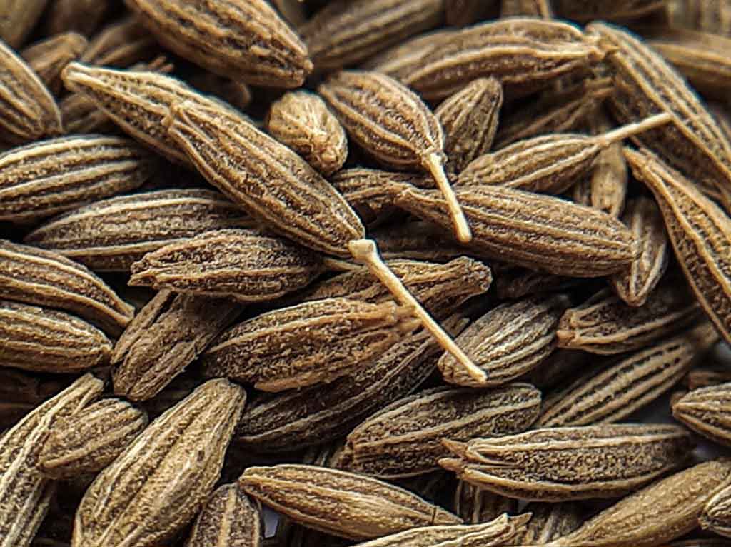 Graines de cumin
