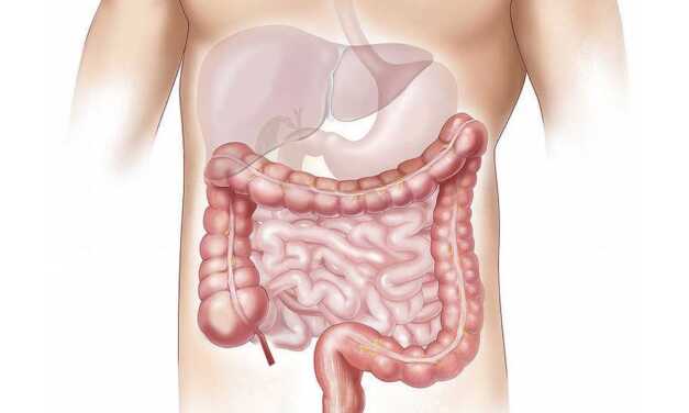 Détox Naturelle : Guide Pratique pour Nettoyer vos Intestins