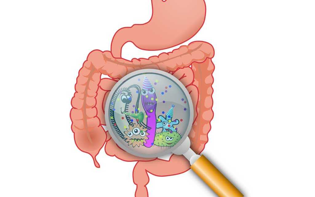 Guide Complet du Déséquilibre et Reconstitution de la Flore Intestinale