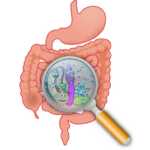 Guide Complet du Déséquilibre et Reconstitution de la Flore Intestinale