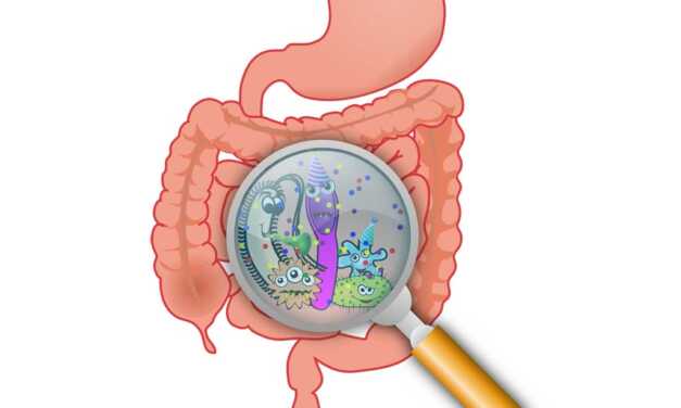 Guide Complet du Déséquilibre et Reconstitution de la Flore Intestinale