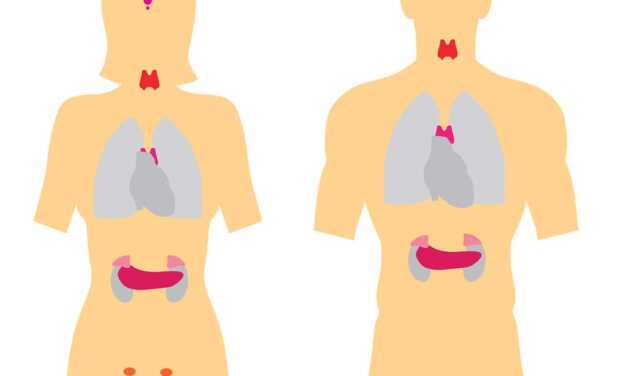 Guide Définitif du Dérèglement Hormonal