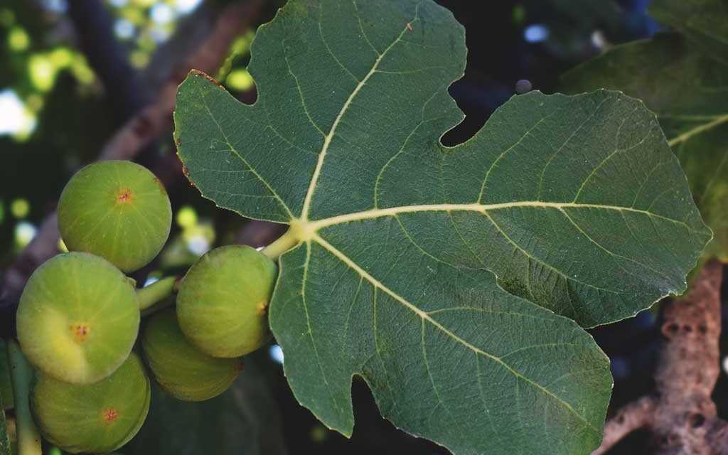 Feuille de Figuier pour Diabète : Un Remède Naturel et Prometteur