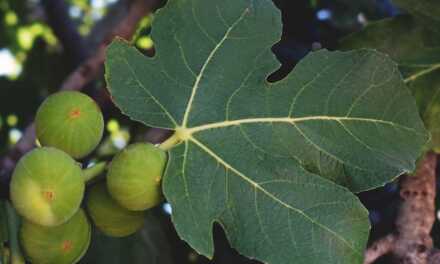 Feuille de Figuier pour Diabète : Un Remède Naturel et Prometteur